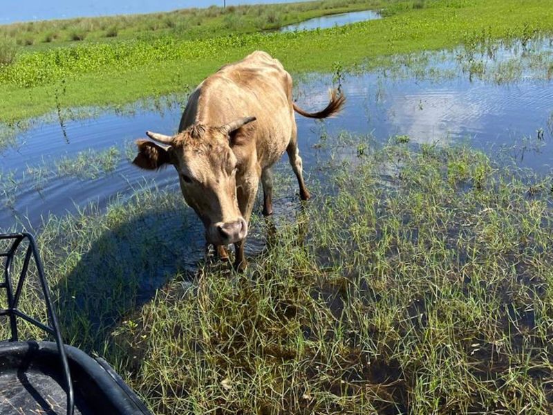 wild cows during airboat ride in orlando florida